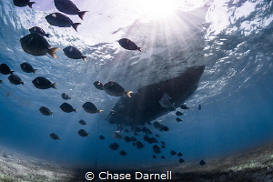 "Sunny Daze" 
A school of Blue Tang cruise under the boat. by Chase Darnell 